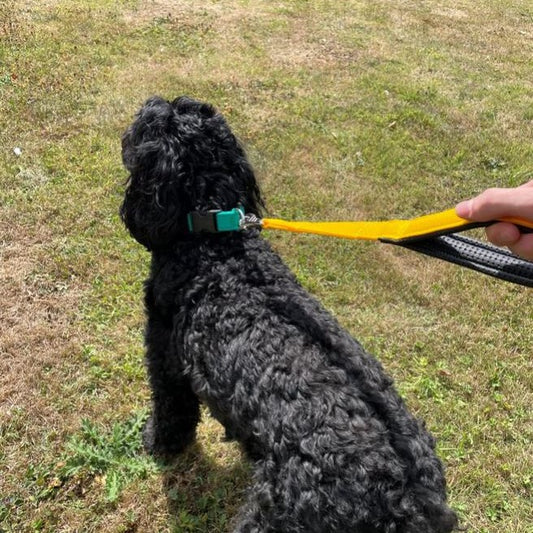 18" Short Close Control Dog Lead With Padded Handle In Various Colours 25mm Webbing
