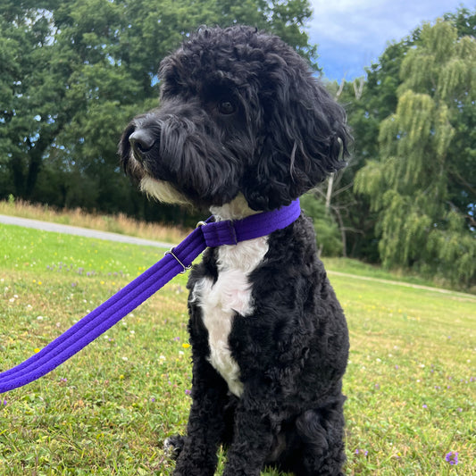 Dog Slip Leads Training Obedience Walking Leash 60"/5ft Long 20mm 25mm Air Webbing 24 Colours