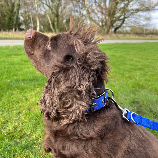 Dog Collar Adjustable Soft Padded Collar 25mm Wide Small Medium Large 20 Colours