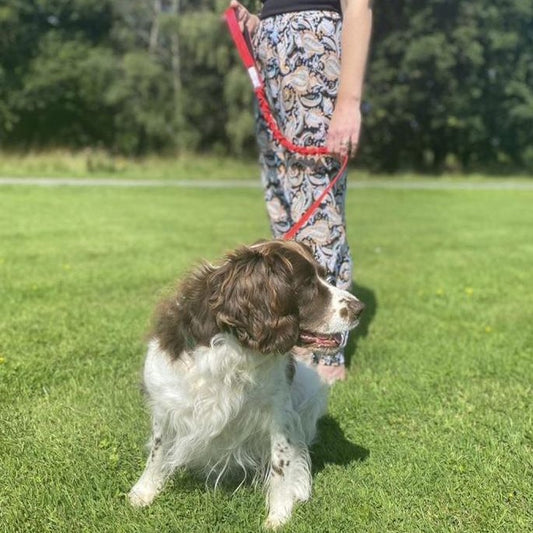 Shock Absorbing Bungee Dog Lead Training Walking Leash With Soft Padded Handle