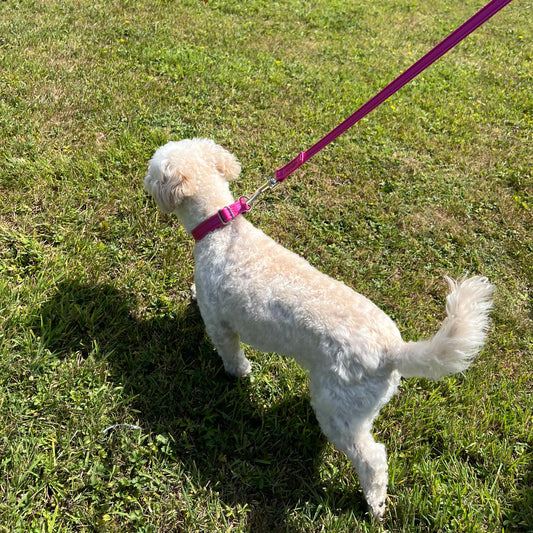 45" Short Dog Walking Lead Leash 20mm 25mm Wide Cushion Webbing In 18 Colours