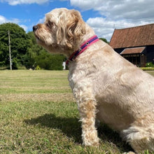 Load image into Gallery viewer, 25mm Dog Collars Soft Strong Durable Air Webbing In Various Colours & Sizes