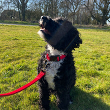 Load image into Gallery viewer, Adjustable Dog Collars 25mm Cushion Webbing In Various Colours And Sizes Small Medium Large