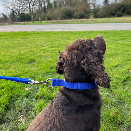 Dog Slip Collar Padded 25mm Wide Small Medium Large 20 Colours