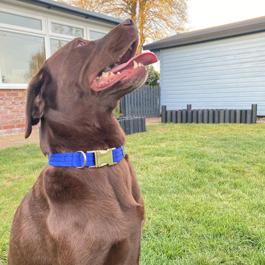 Dog Collar Adjustable Soft Air Webbing In Various Colours 25mm Wide For Medium & Large Dogs