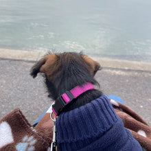 Load image into Gallery viewer, Puppy Dog Collars 13mm Webbing Strong Durable Adjustable In 19 Colours Sizes X Small And Small