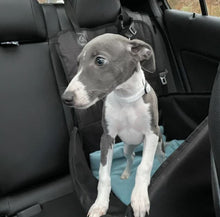 Load image into Gallery viewer, Puppy Dog Collars 13mm Webbing Strong Durable Adjustable In 19 Colours Sizes X Small And Small