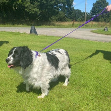 Load image into Gallery viewer, Shock Absorbing Bungee Dog Lead Training Walking Leash With Soft Padded Handle