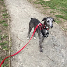 Load image into Gallery viewer, Horse Lunge Line Large Dog Training Lead Leash 5ft - 30ft Soft Cushioned Padded 25mm Air Webbing