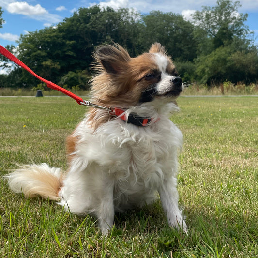 Dog Collar And Lead Set 13mm Webbing X - Small Collar In Various Lengths And Matching Colours