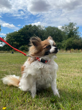 Load image into Gallery viewer, Dog Collar And Lead Set 13mm Webbing X - Small Collar In Various Lengths And Matching Colours