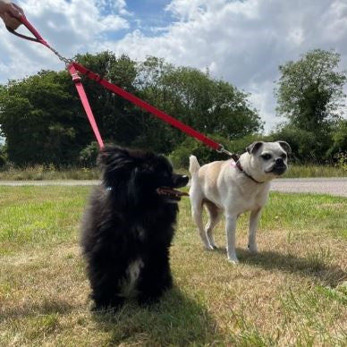 Dog Couplers/Splitters