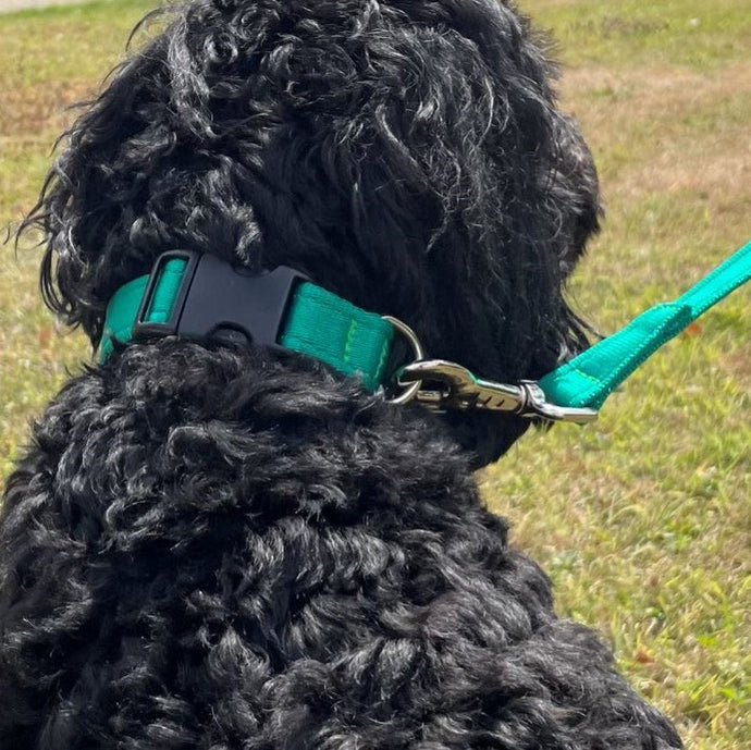 Dog Collars