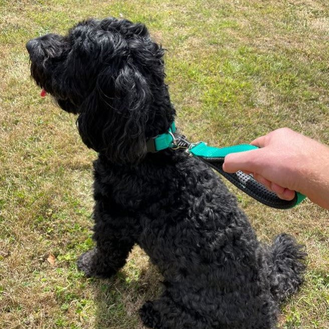 13" Short Close Control Dog Lead With Padded Handle In Various Colours 25mm Webbing