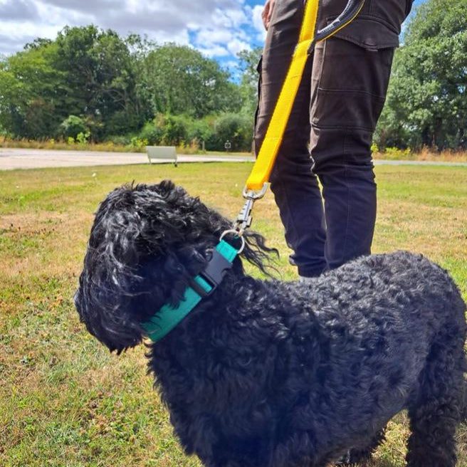 18" Short Close Control Dog Lead With Padded Handle In Various Colours 25mm Webbing