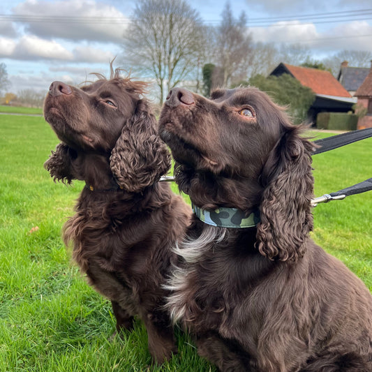Patterned Dog Collars Adjustable 100% Cotton Fabric 25mm Wide In Various Designs