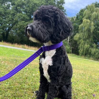 Dog Slip Leads Training Obedience Walking Leash 72"/6ft Long 20mm 25mm Air Webbing 24 Colours