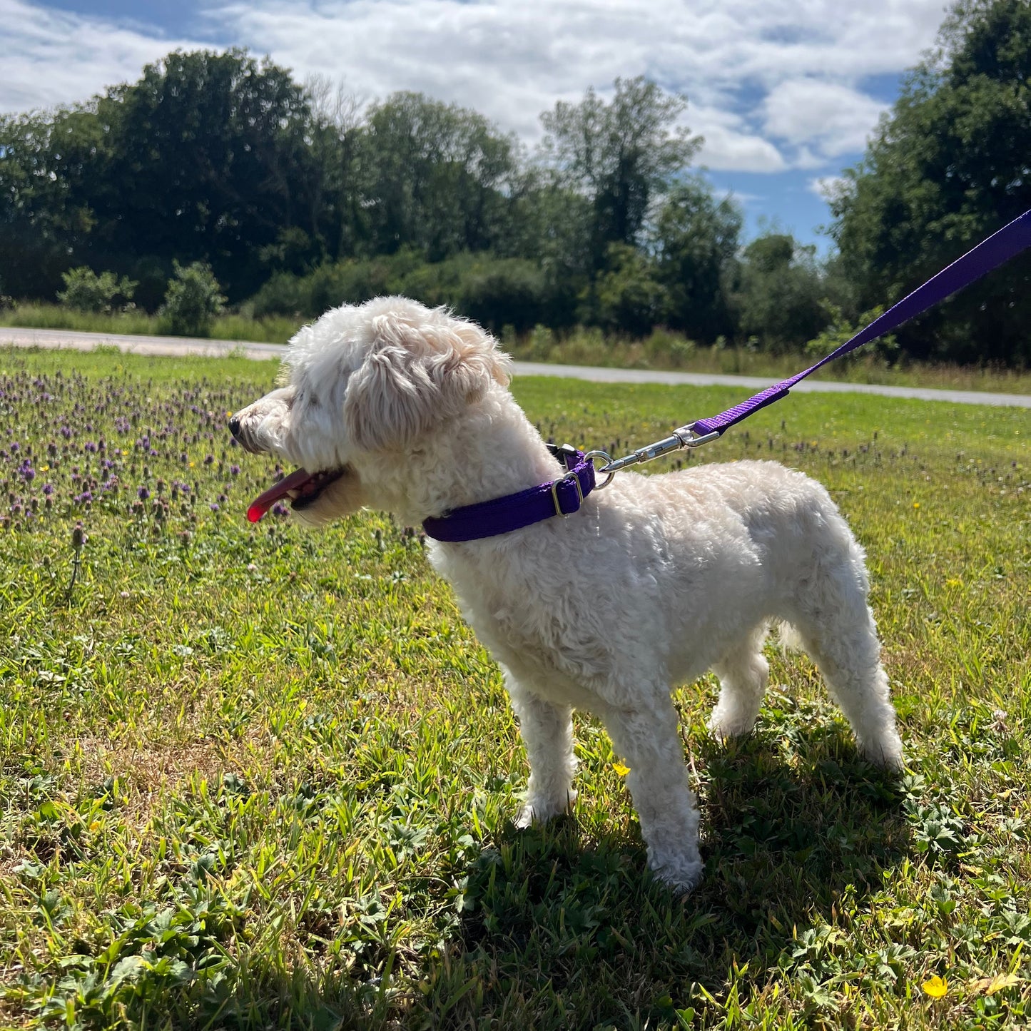 45" Long Puppy Dog Walking Lead Leash 20mm Wide Strong Durable Webbing In 19 Colours