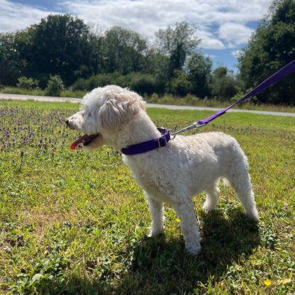 45" Long Puppy Dog Walking Lead Leash 20mm Wide Strong Durable Webbing In 19 Colours