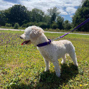 76" Long Puppy Dog Walking Lead Leash 20mm Wide Strong Durable Webbing In 19 Colours