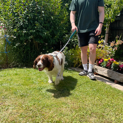 Metal Chain Dog Lead Padded Handle 32" Long 80cm Heavy Duty Short Walking Lead