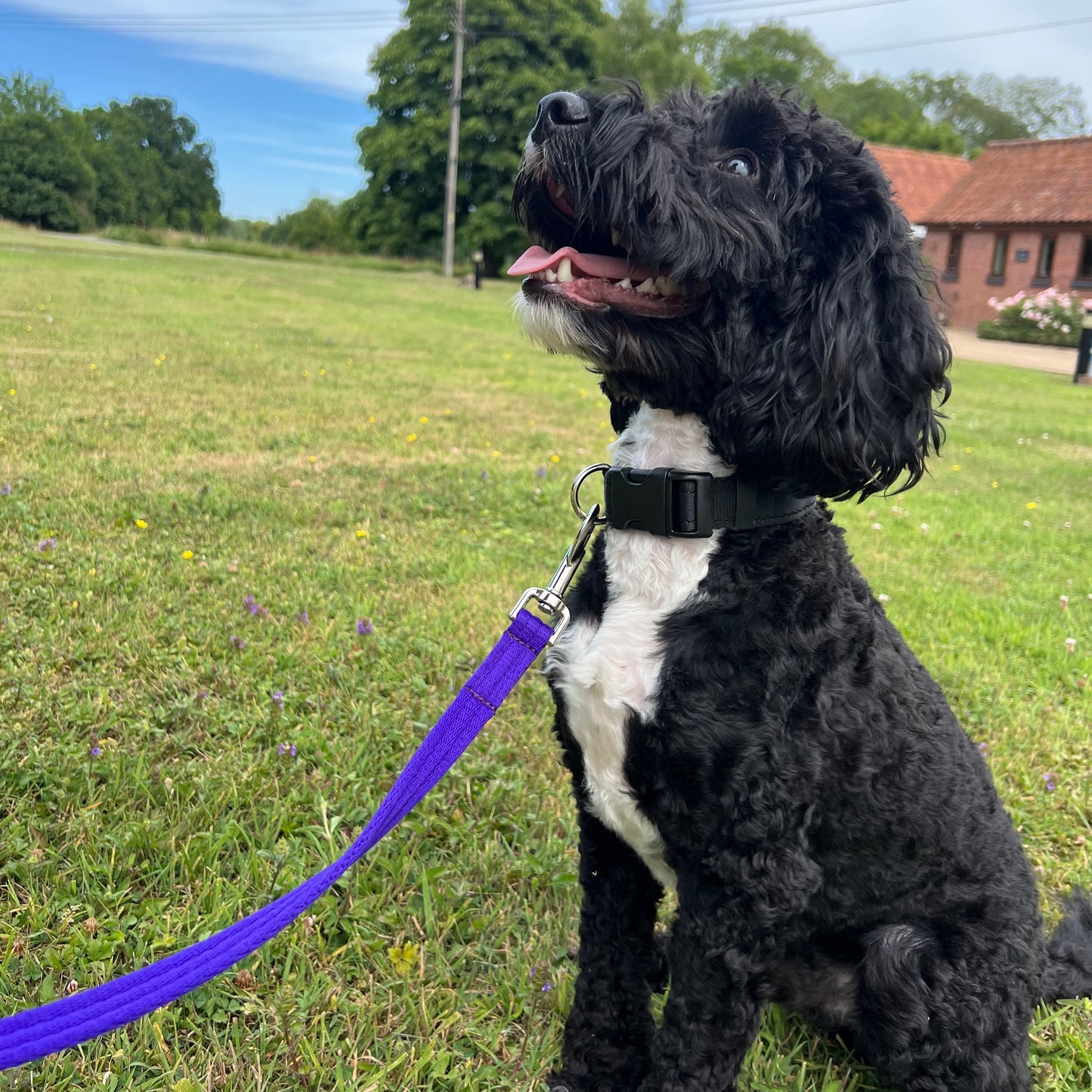 Dog Lead Walking Leash Short Training Lead 45" And 76" Long 20mm 25mm Soft Air Webbing In Various Colours