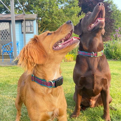 Tartan Dog Collar 25mm Wide Adjustable Comfortable Collar Small Medium Large 17 Designs