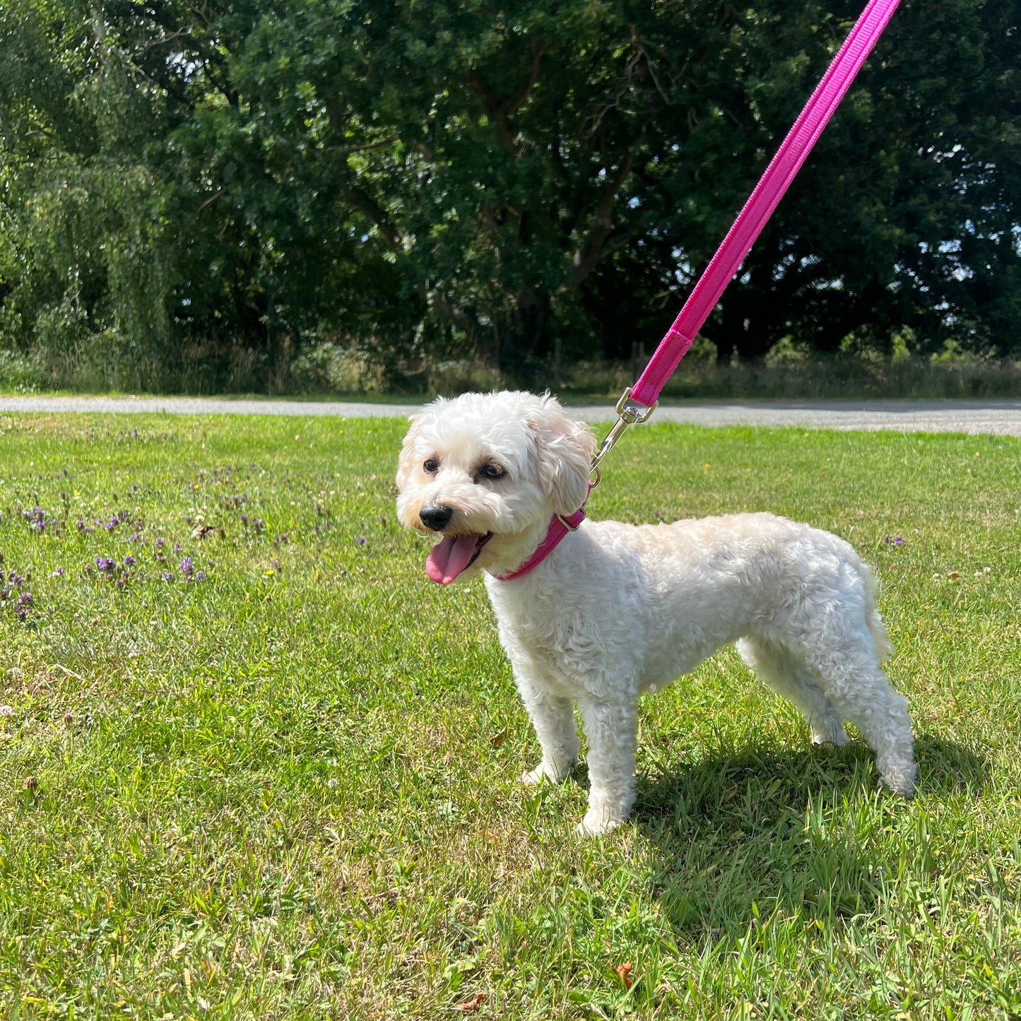 5ft - 50ft Dog Training Lead Obedience Recall Leash Long Dog Lead 20mm Cushion Webbing