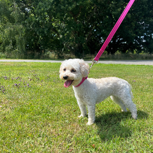 5ft - 50ft Dog Training Lead Obedience Recall Leash Long Dog Lead 20mm Cushion Webbing