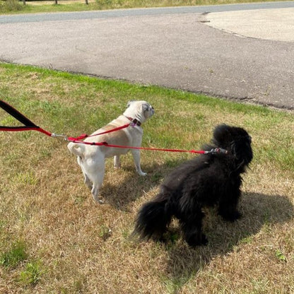 25mm Adjustable 2 Way Coupler Splitter Dog Leads Leash Strong Durable Webbing In 19 Various Colours