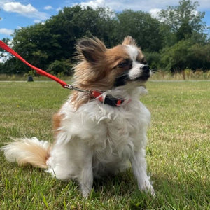 Puppy Dog Training Leads In 19 Colours 13mm Webbing 30ft - 100ft Long Leash