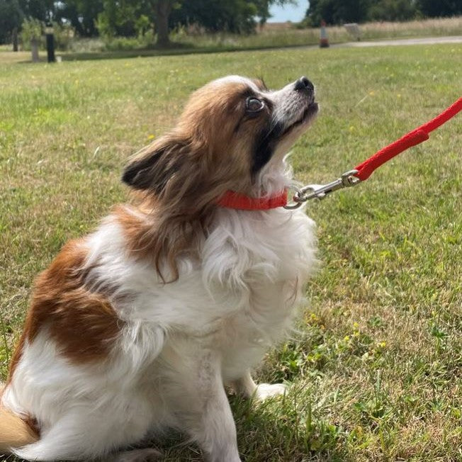 76" Long Dog Walking Lead Puppy Leash 13mm Wide Strong Durable Webbing In 19 Colours