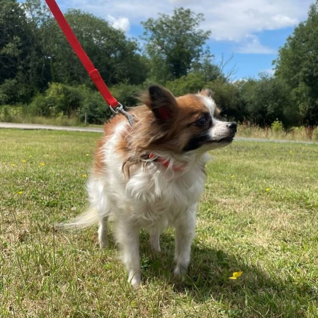 76" Long Dog Walking Lead Puppy Leash 13mm Wide Strong Durable Webbing In 19 Colours