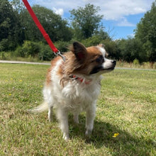 Load image into Gallery viewer, Puppy Dog Training Leads In 19 Colours 13mm Webbing 30ft - 100ft Long Leash