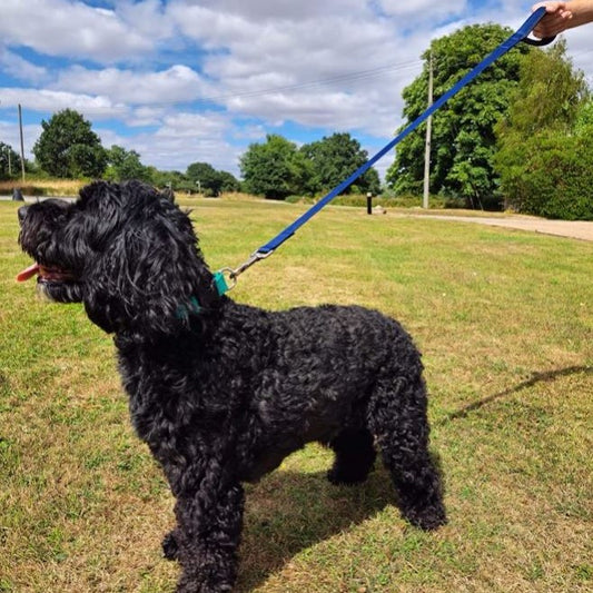 Short Dog Lead Padded Handle 45" 76" Leash Strong 25mm H/D Webbing 21 Colours