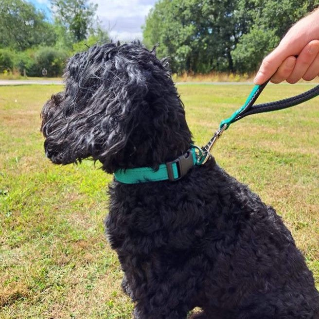 13" Short Close Control Dog Lead With Padded Handle In Various Colours 25mm Webbing