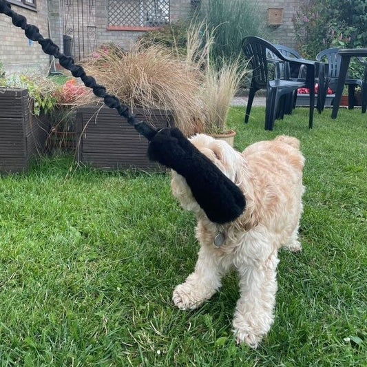 Chase & Tug Dog Toy - Dog Training Interactive Play Toy In 3 Lengths 19 Colours