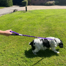 Load image into Gallery viewer, Shock Absorbing Bungee Dog Lead Training Walking Leash With Soft Padded Handle
