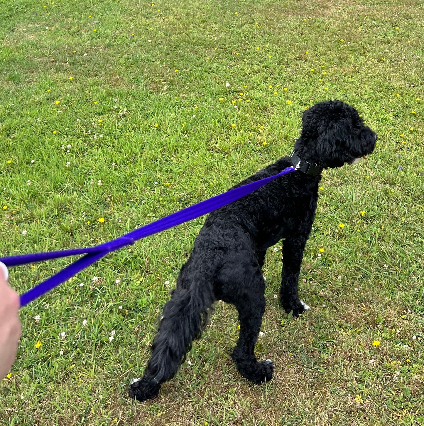 Dog Lead Walking Leash Short Training Lead 45" And 76" Long 20mm 25mm Soft Air Webbing In Various Colours