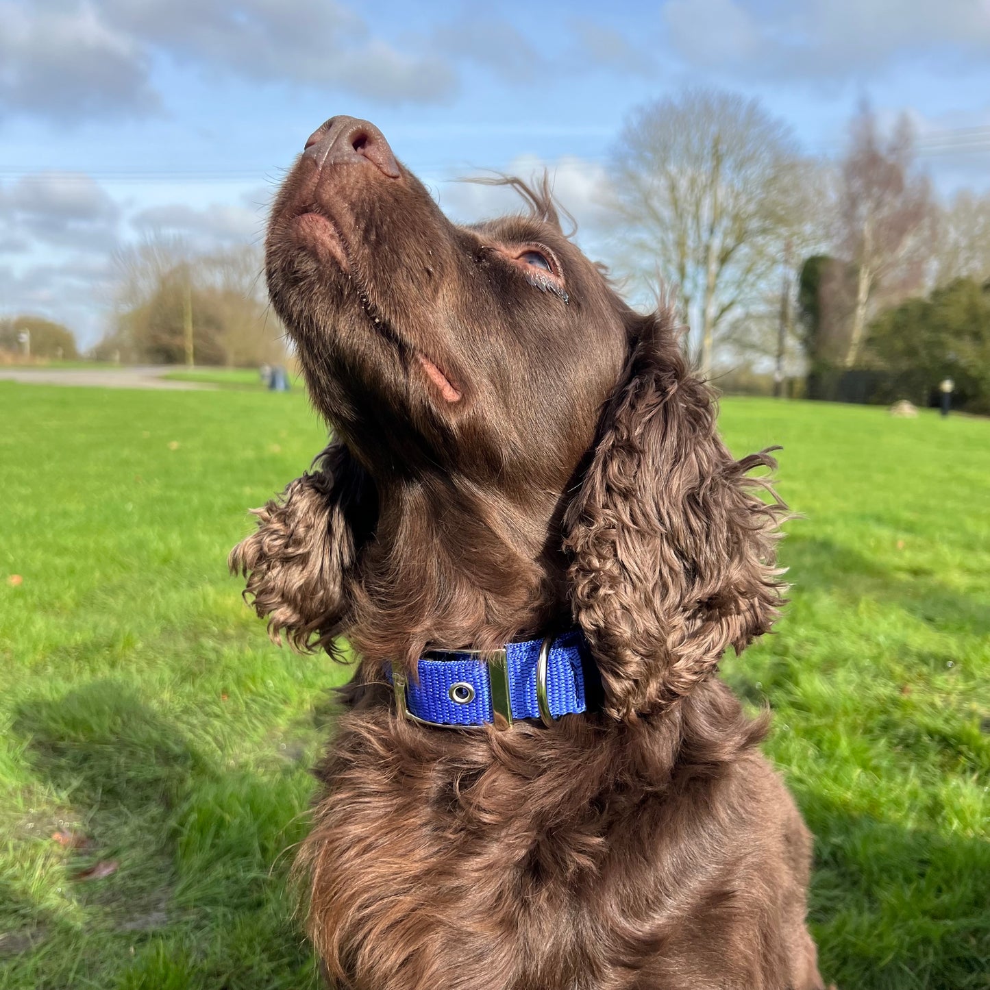 Dog Collar Adjustable Soft Padded Collar 25mm Wide Small Medium Large 20 Colours