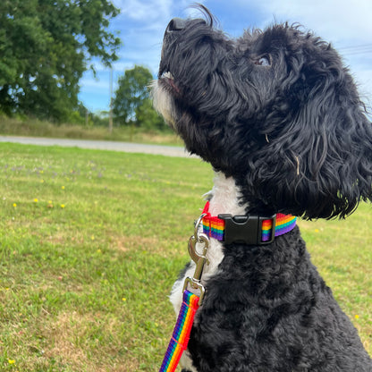 Rainbow Dog Collar In 25mm Webbing Strong Adjustable In Various Sizes