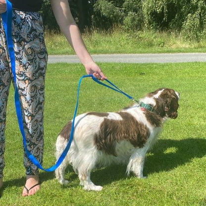 Dog Lead With Double Handle For Quick Grab Safety Control 2m Long Walking Leash