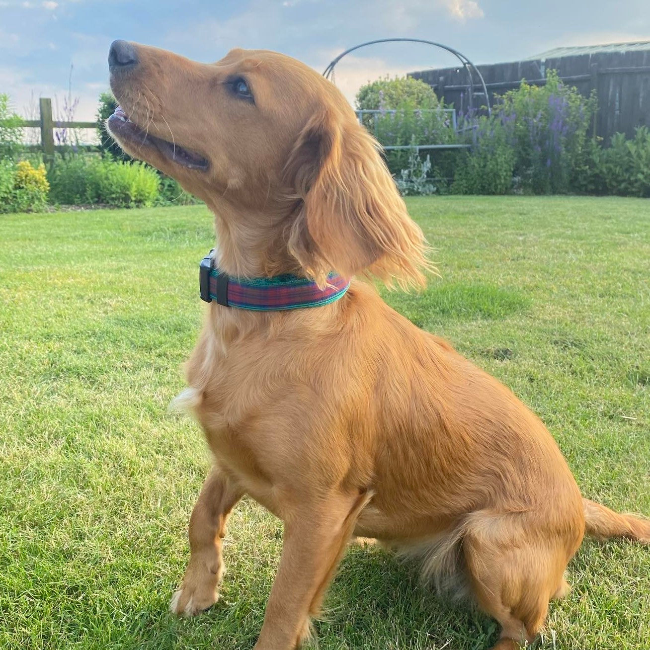 Tartan Dog Collar 25mm Wide Adjustable Comfortable Collar Small Medium Large 17 Designs