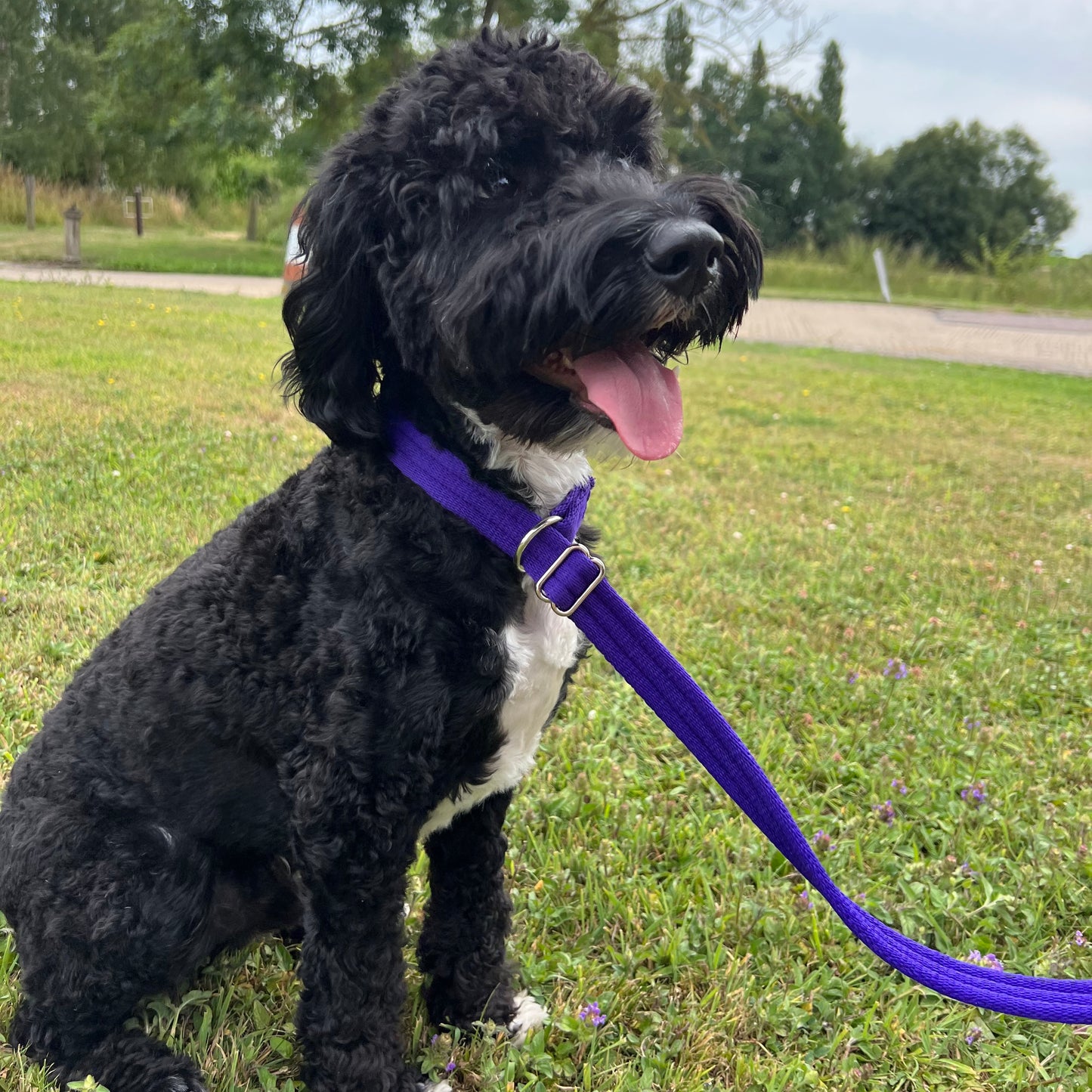 Dog Slip Leads Training Obedience Walking Leash 72"/6ft Long 20mm 25mm Air Webbing 24 Colours