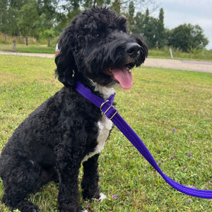 Dog Slip Leads Training Obedience Walking Leash 60"/5ft Long 20mm 25mm Air Webbing 24 Colours