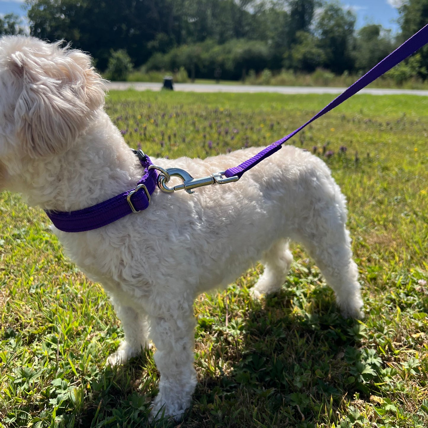 45" Long Puppy Dog Walking Lead Leash 20mm Wide Strong Durable Webbing In 19 Colours