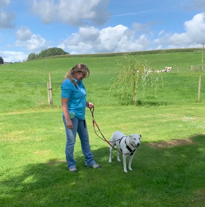 Double Ended Dog Lead With Sliding Swivel Handle Set In 25mm Air Webbing