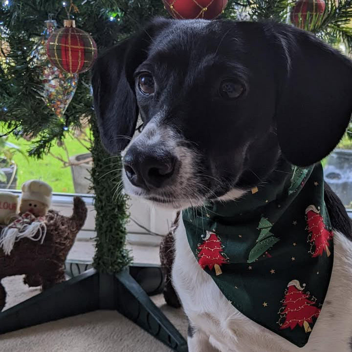 Christmas Dog Bandanas 9 Festive Designs In 4 Sizes 100% Cotton