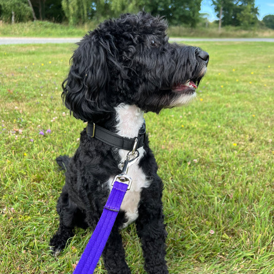 Dog Training Lead 5ft - 30ft Walking Leash Soft Strong 20mm Air Webbing