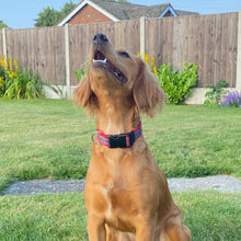 Load image into Gallery viewer, Tartan Dog Collar 25mm Wide Adjustable Comfortable Collar Small Medium Large 17 Designs